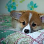 Gold365 ID Review: Features, Benefits, and Market Impact in India – A Comprehensive Guide