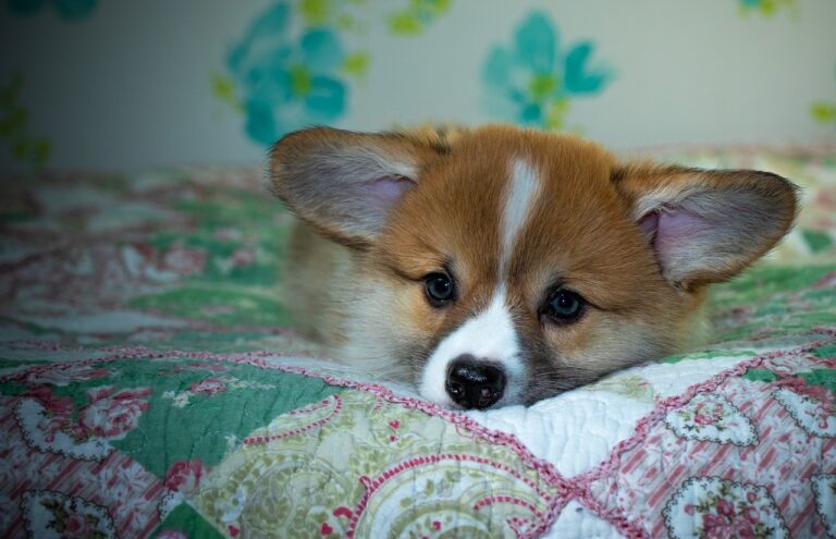 Gold365 ID Review: Features, Benefits, and Market Impact in India – A Comprehensive Guide